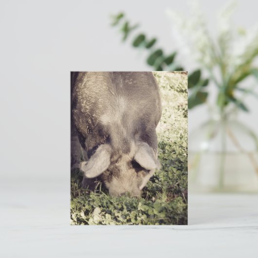 草の中で根を張る豚の黒豚 ポストカード (スタンド正面)