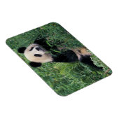 草の中にジャイアントパンダ、臥龍谷、四川省 マグネット (右側)