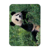 草の中にジャイアントパンダ、臥龍谷、四川省 マグネット (縦)