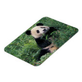 草の中にジャイアントパンダ、臥龍谷、四川省 マグネット (左側)