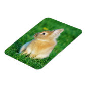 草の中に座ったかわいい子犬バニー マグネット (左側)