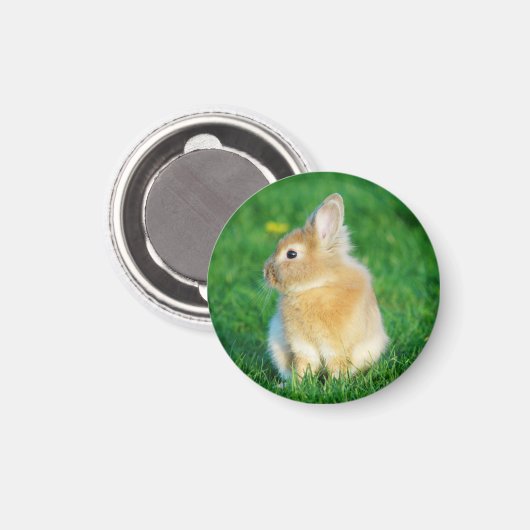 草の中に座ったかわいい子犬バニー マグネット (正面/裏面)