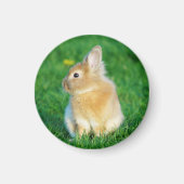 草の中に座ったかわいい子犬バニー マグネット (正面)