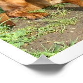 草の中に座るバイエルンの山犬 ポスター (角)