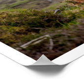 草の中に横たわるハイランドブル ポスター (角)