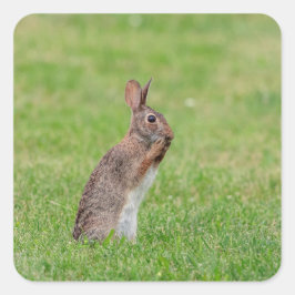 草の中に立ち、恥ずかしそうに見えるウサギ スクエアシール