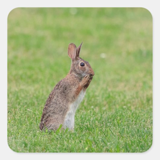 草の中に立ち、恥ずかしそうに見えるウサギ スクエアシール (正面)