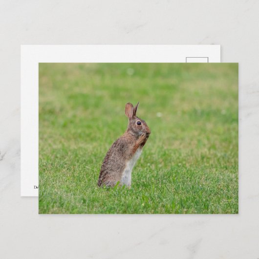 草の中に立ち、恥ずかしそうに見えるウサギ ポストカード (正面/裏面)