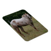 草の中に立つアパルーサ馬 マグネット (右側)