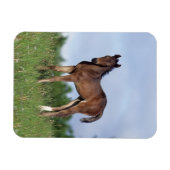 草の中に立つサラブレッド・フォール マグネット (横)