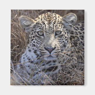 草の中に隠れているマリバイイ マグネット