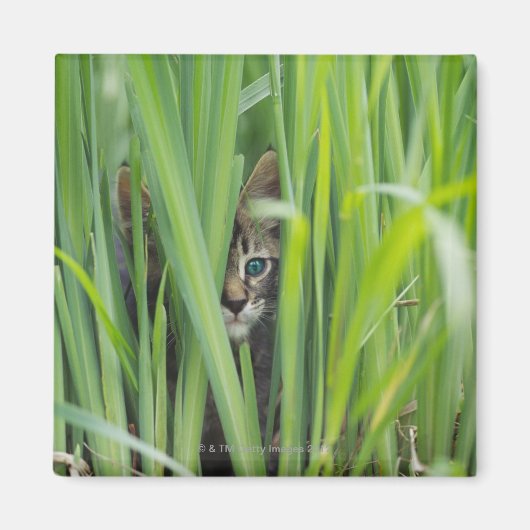 草の中に隠れている猫 マグネット (正面)