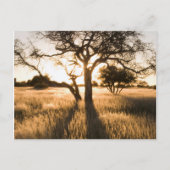 草の中のアカシアの木のシルエット。マリエンタル ポストカード (正面)