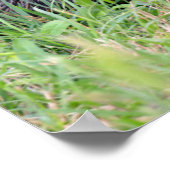 草の中のコイ ポスター (角)