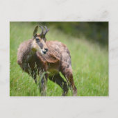 草の中のシャモア ポストカード (正面)