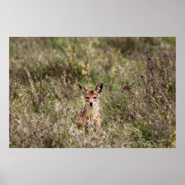 草の中のジャッカル ポスター