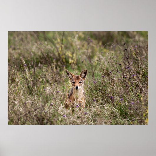草の中のジャッカル ポスター (正面)