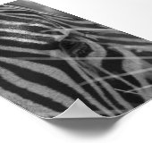 草の中のゼブラ ポスター (角)