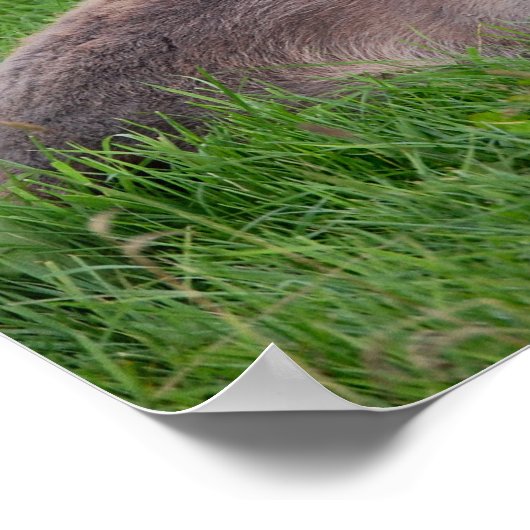 草の中のロバ ポスター (角)