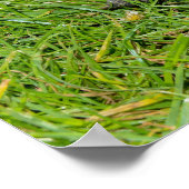 草の中の亀 ポスター (角)