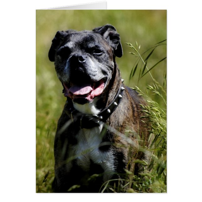 草の中の可愛い犬 (正面)