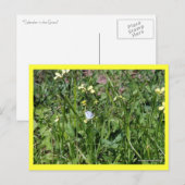 「草の中の壮麗さ」 ポストカード (正面/裏面)