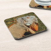 草の中の大きな大人の緑のイグアナトカゲ コースター (左側)