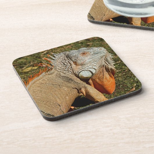 草の中の大きな大人の緑のイグアナトカゲ コースター (左側)