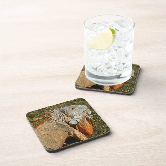 草の中の大きな大人の緑のイグアナトカゲ コースター (右側)