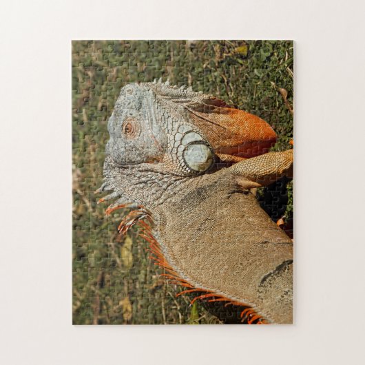草の中の大きな大人の緑のイグアナトカゲ ジグソーパズル (縦)