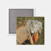 草の中の大きな成体の緑のイグアナトカゲ マグネット (正面/裏面)