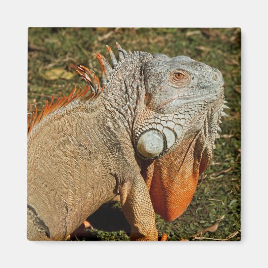 草の中の大きな成体の緑のイグアナトカゲ マグネット (正面)