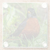 草の中の奇妙なアメリカンロビンソンバード ガラスコースター (裏面)