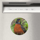 草の中の奇妙なアメリカンロビンソンバード マグネット (インサイチュ (食洗機))