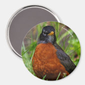 草の中の奇妙なアメリカンロビンソンバード マグネット (正面/裏面)