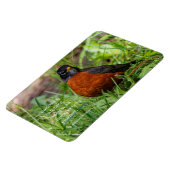 草の中の奇妙なアメリカンロビンソンバード マグネット (左側)