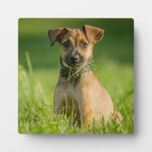 草の中の子犬 フォトプラーク