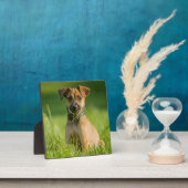 草の中の子犬 フォトプラーク (インサイチュ)