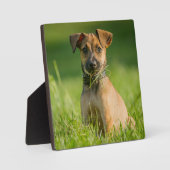 草の中の子犬 フォトプラーク (正面)