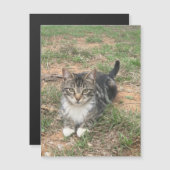 草の中の子猫 (正面/裏面)