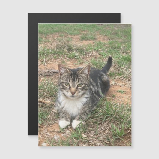 草の中の子猫 (正面/裏面)