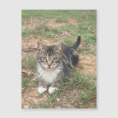 草の中の子猫 (正面)