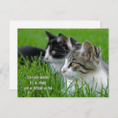 草の中の子猫 シーズンポストカード (正面/裏面)