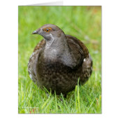 草の中の心地よい美しいグロース (正面)