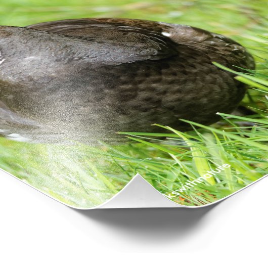 草の中の心地よい美しいグロース フォトプリント (角)