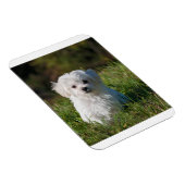 草の中の悪意のある子犬 マグネット (右側)