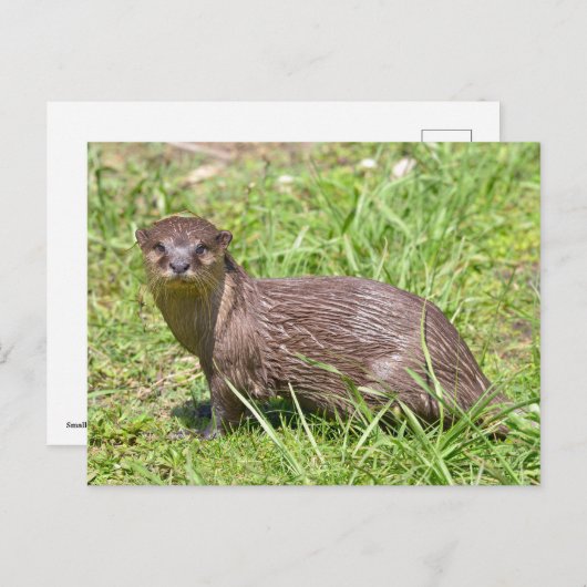 草の中の東洋の小さく爪のあるオーター シーズンポストカード (正面/裏面)