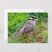 草の中の白い冠を持つスズメの鳴鳥 ポストカード (正面/裏面)