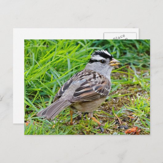草の中の白い冠を持つスズメの鳴鳥 ポストカード (正面/裏面)