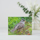 草の中の白い冠を持つスズメの鳴鳥 ポストカード (スタンド正面)